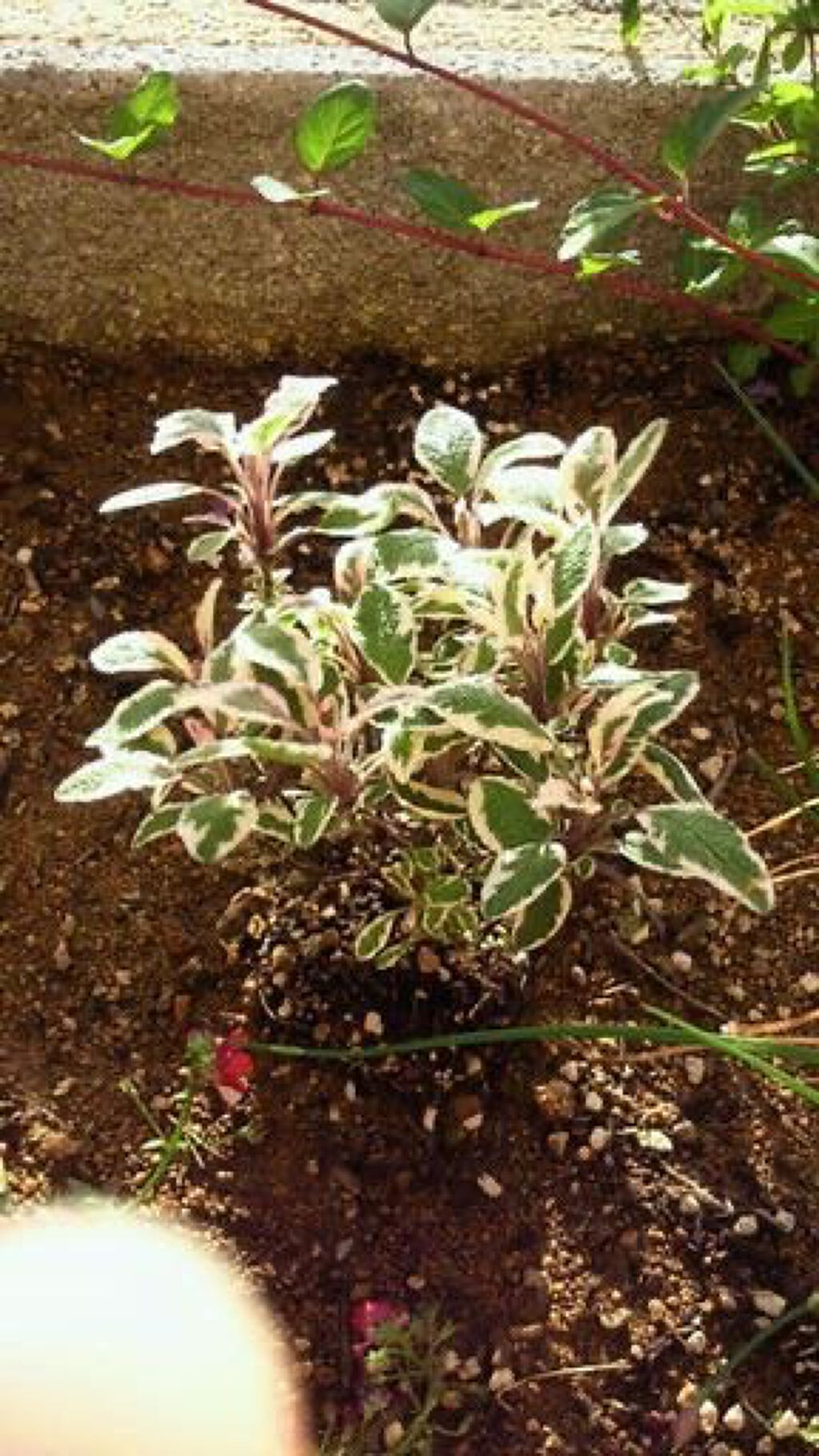 Ayur Time（アーユルタイム）/アーユルタイム/無機塩系入浴剤を使ったクチコミ（2枚目）