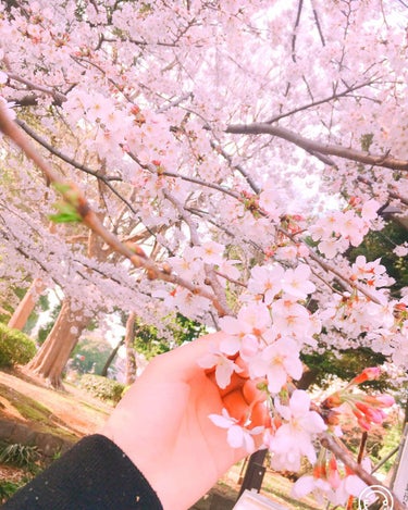 今日は気温も暖かく、お花見日和でした🌸

そんなわけで今日は桜見てきました!!
ほぼ満開ですごく綺麗だった．．．❤

もうすっかり春ですね🌷ஐ೨🌸🐝🌸ஐ೨🌷

天気がいい日が続けばいいけど🧚‍♂️

と