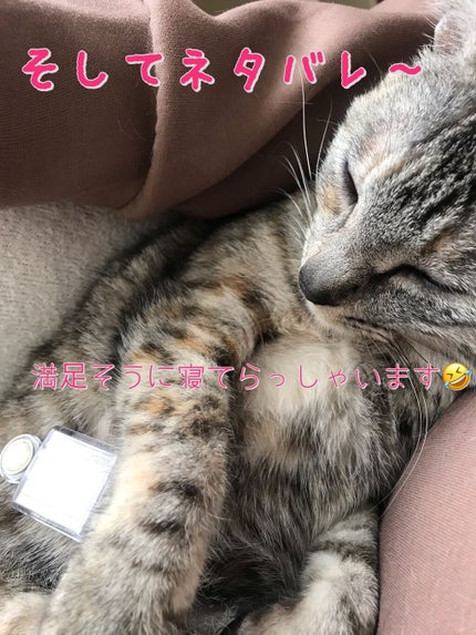 シャドーカスタマイズ/MAJOLICA MAJORCA/単色アイシャドウを使ったクチコミ(7枚目)