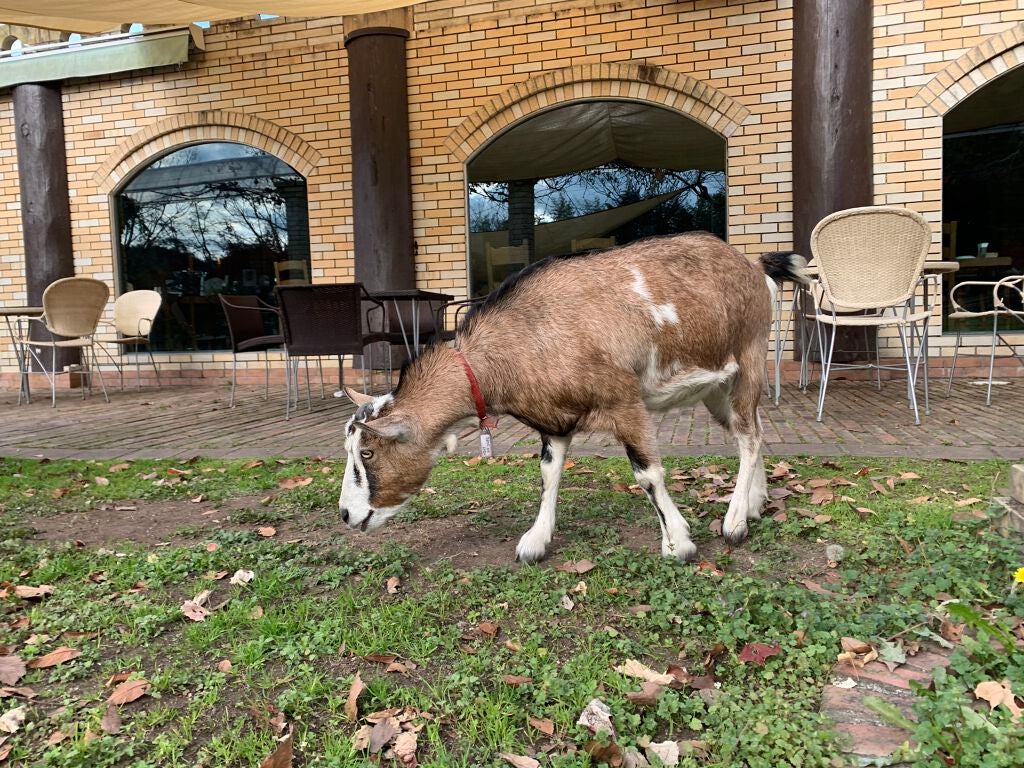 W+ マイクロ ニードル パッチ/SNP/アイケア・アイクリームを使ったクチコミ(5枚目)