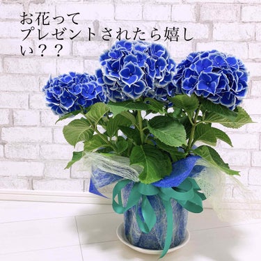 【雑談です】


母の日でしたね🙋‍♀️﻿
﻿
﻿
とてもキレイな紫陽花をいただきました﻿
（旦那からですが）﻿
﻿
﻿
﻿
いつか見たテレビで﻿
﻿
「女の人にはとりあえず花渡しといたら喜ぶ。喜ばない