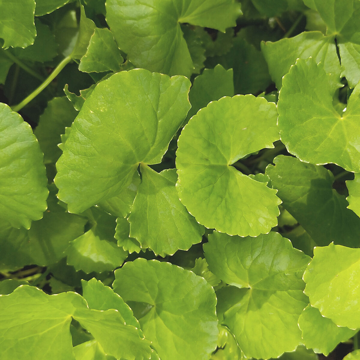 シカマヌ　セラム　クッションファンデ/parnell/クッションファンデーションを使ったクチコミ（1枚目）