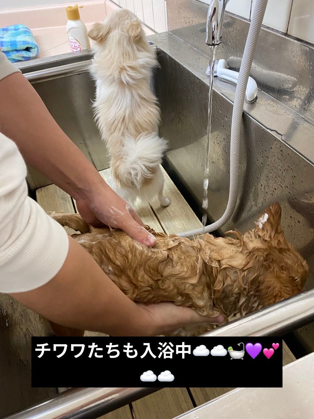 バスミルク コットンミルクの香り/クナイプ/入浴剤を使ったクチコミ(10枚目)