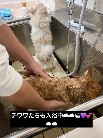 バスミルク コットンミルクの香り/クナイプ/入浴剤を使ったクチコミ(10枚目)