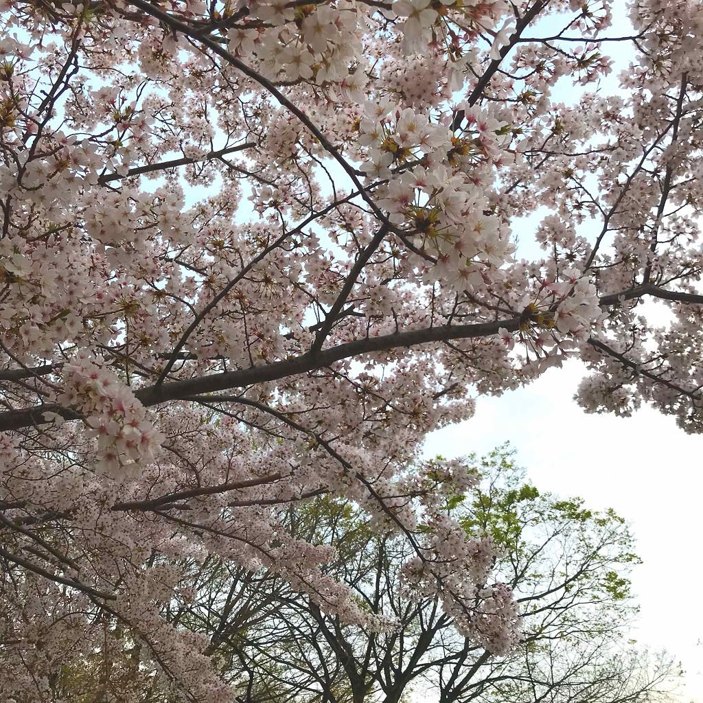 ディオールショウ モノ 826 バックステージ/Dior/単色アイシャドウを使ったクチコミ（2枚目）