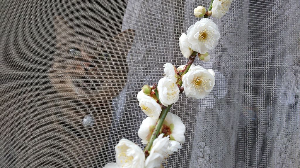 白梅/フローラル 4 シーズンズ/香水(レディース)を使ったクチコミ(4枚目)