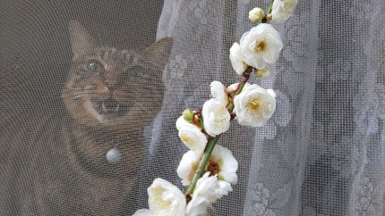 白梅/フローラル 4 シーズンズ/香水(レディース)を使ったクチコミ(4枚目)