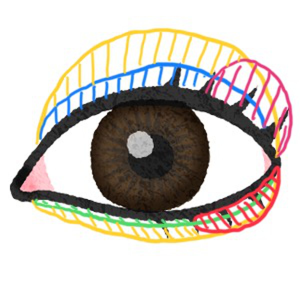 プロ アイ パレット/CLIO/アイシャドウパレットを使ったクチコミ（1枚目）