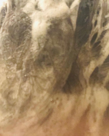 モイストリペア シャンプー/トリートメント /Canael Style /市販シャンプーを使ったクチコミ(3枚目)