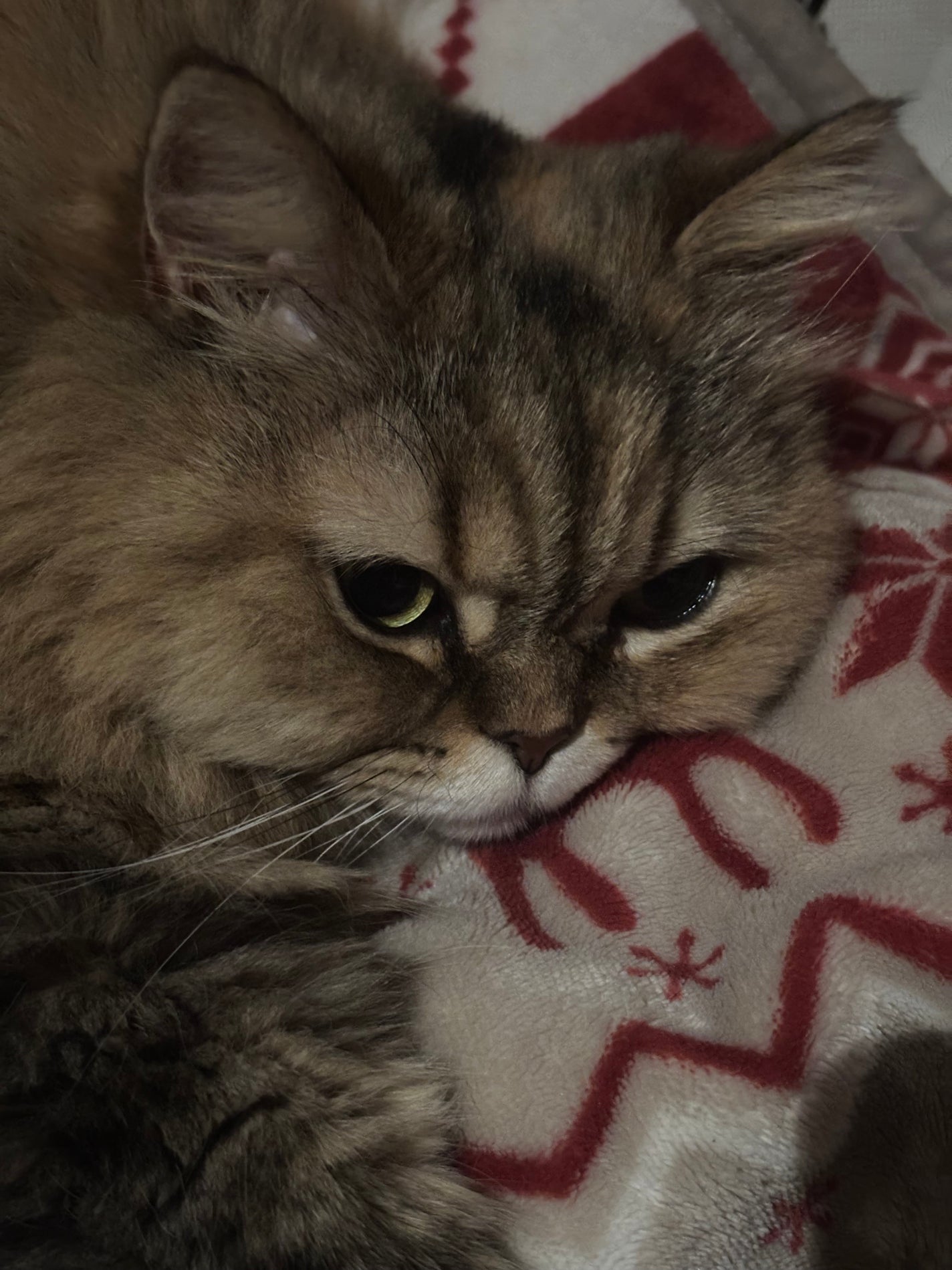 ブラック OP オーデパルファム/YVES SAINT LAURENT BEAUTE/香水(レディース)を使ったクチコミ(3枚目)