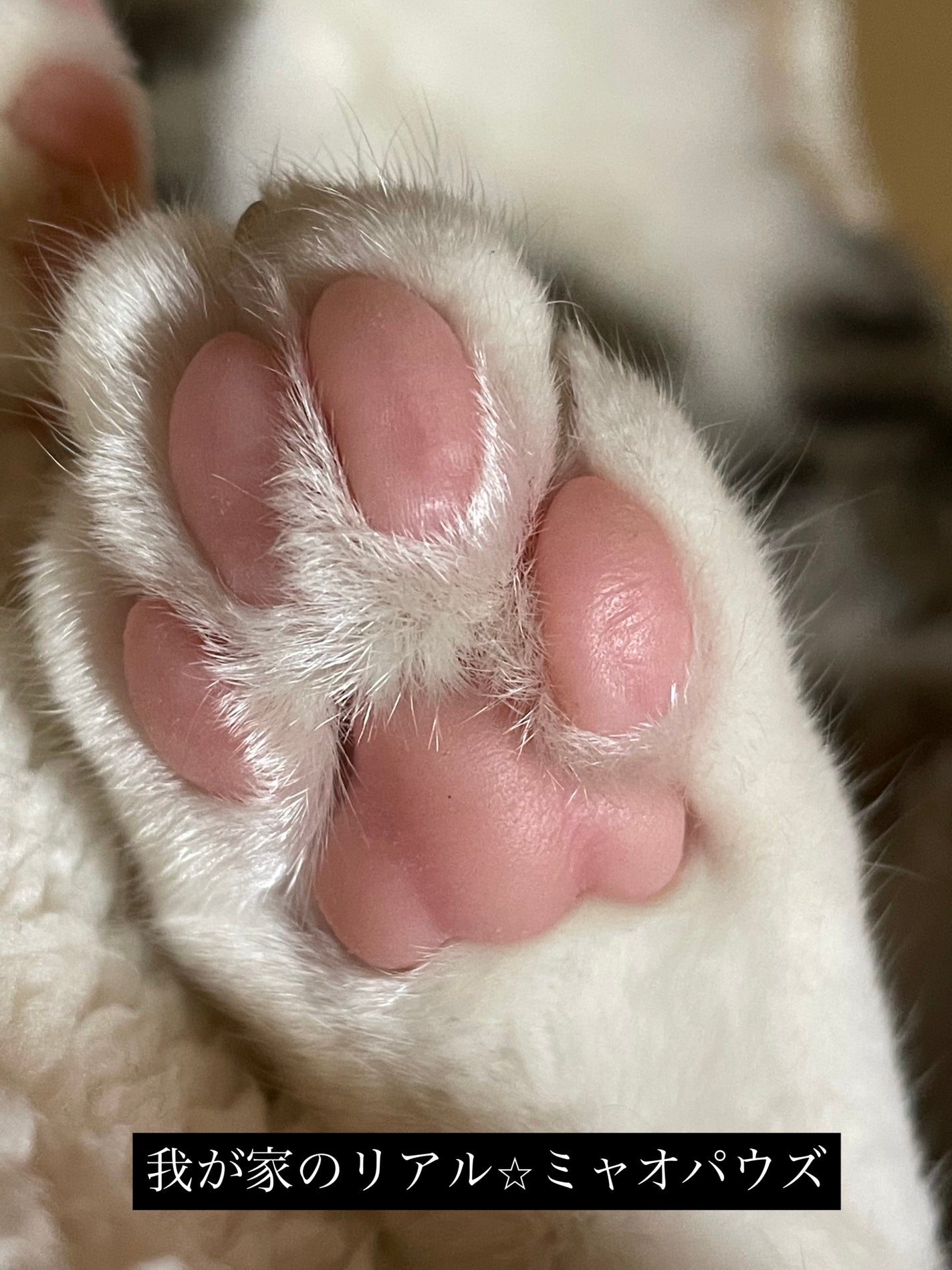 ミャオパウズアイシャドウパレット/MilleFée/アイシャドウパレットを使ったクチコミ(6枚目)