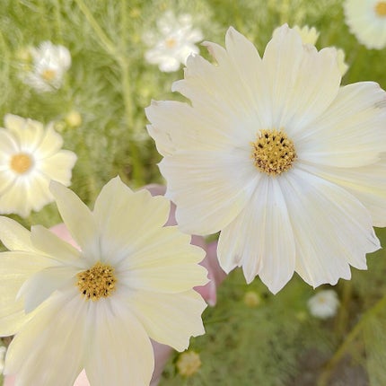 ウィークリージェル/HOMEI/ジェルネイルを使ったクチコミ(9枚目)