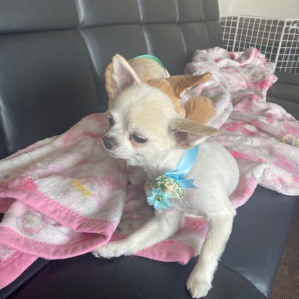 pa ネイルカラー/pa nail collective/マニキュアを使ったクチコミ(8枚目)