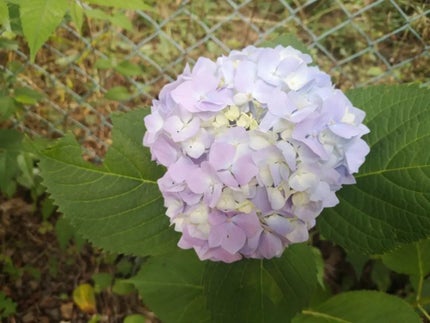 ブラッシュクレーム/クレ・ド・ポー ボーテ/ジェル・クリームチークを使ったクチコミ(7枚目)