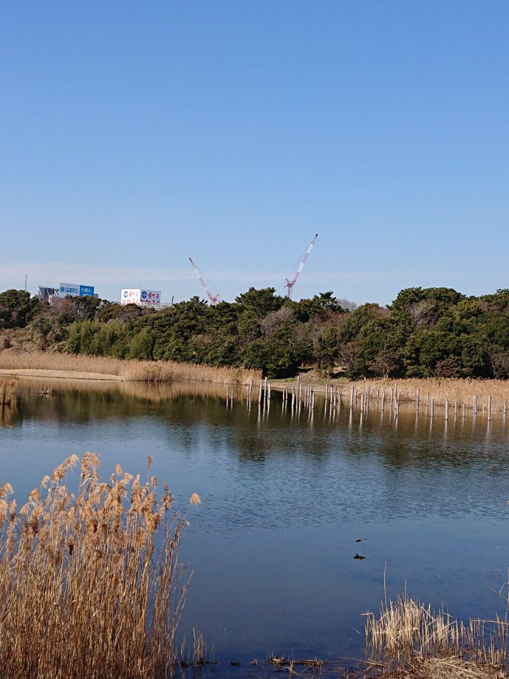 にゃーにゃ一団 on LIPS 「こんばんは😃🌃今日も昼すぎから臨海公園🎄⛲へ(・・;)ポケモン..」(5枚目)