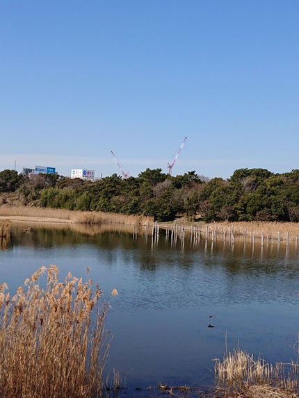 にゃーにゃ一団 on LIPS 「こんばんは😃🌃今日も昼すぎから臨海公園🎄⛲へ(・・;)ポケモン..」(5枚目)