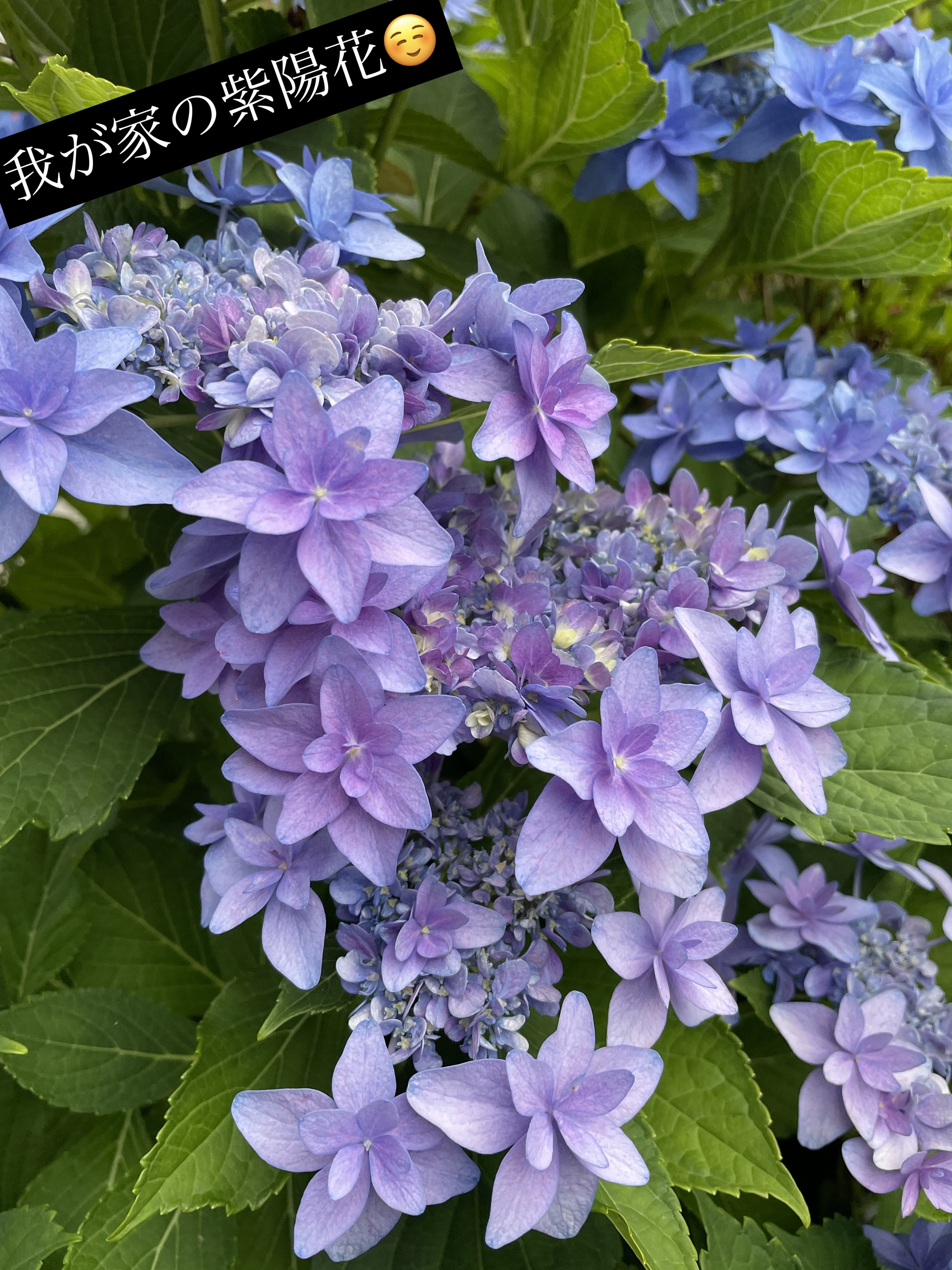 ウォータリーティントリップ/CEZANNE/リップティントを使ったクチコミ（3枚目）