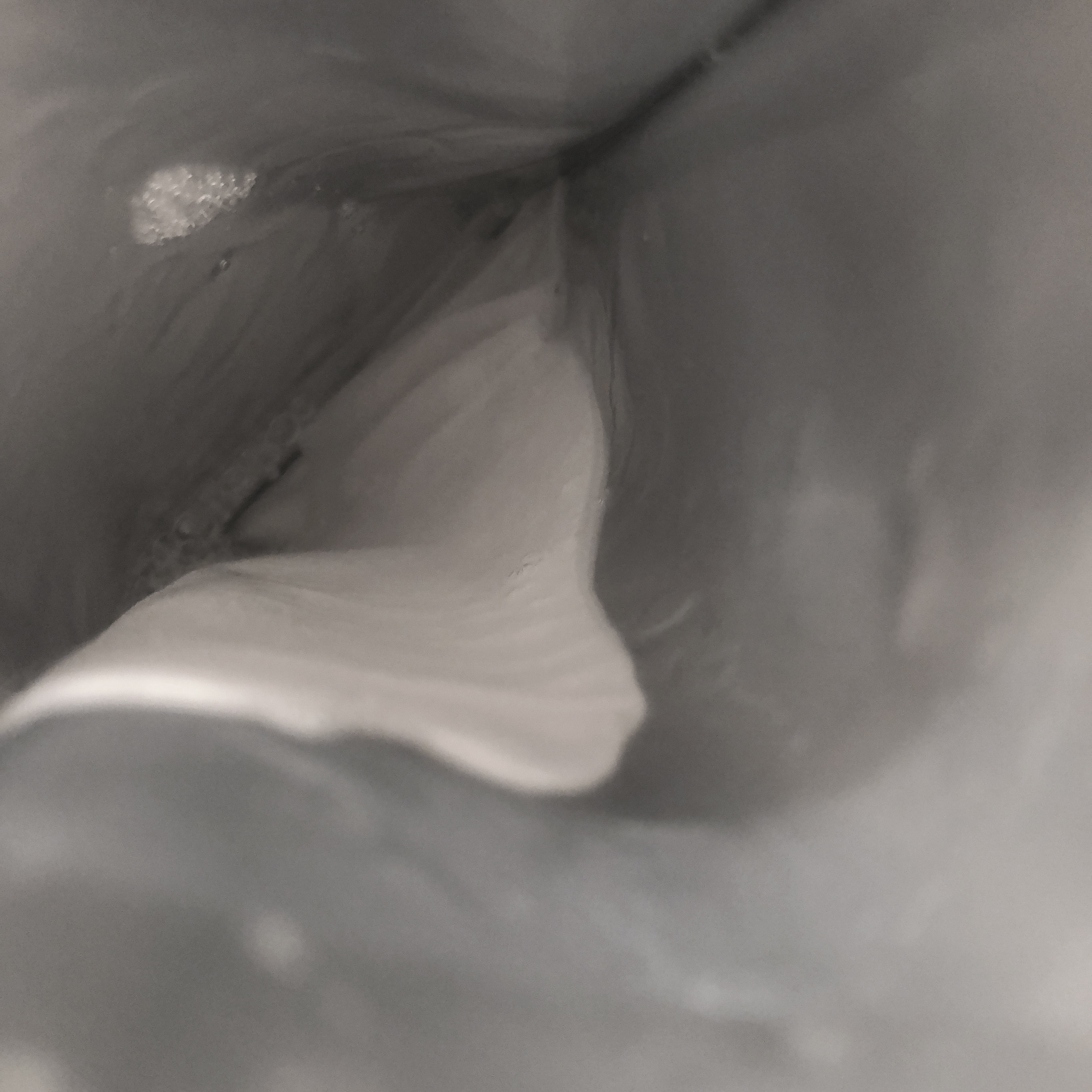 毛穴モップ (3STEP NOSE PACK)/YAMMY’S TOY/洗い流すパック・マスクを使ったクチコミ（3枚目）