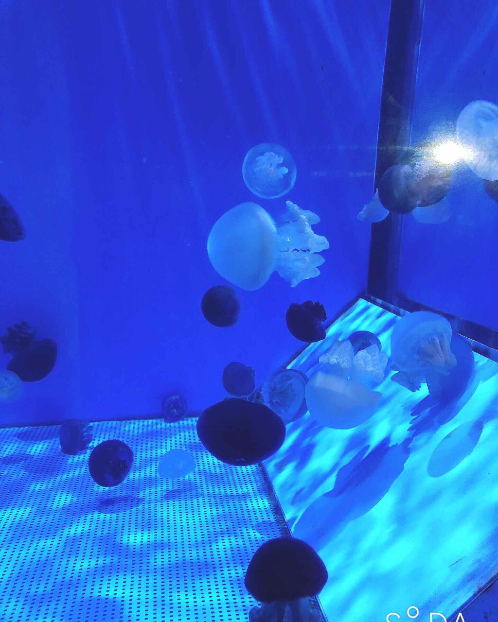 キールズ ウォータークリームCL/Kiehl's/フェイスクリームを使ったクチコミ（3枚目）