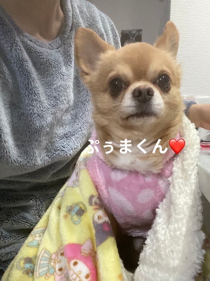 ぷぅぴぃ《紫コス部💜💗》 on LIPS 「おはようございますヽ(•̀ω•́)ゝ2021年1月25日ぷぅま..」(4枚目)