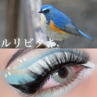 
ルリビタキの概念メイク

青い体が尊く、小ぶりな鳥でとても可愛い！

多分どう使っても可愛く仕上がると思うほど
青とオレンジのような黄色の組み合わせが素敵💛🧡

コントラストが効いている鳥なので
メイ