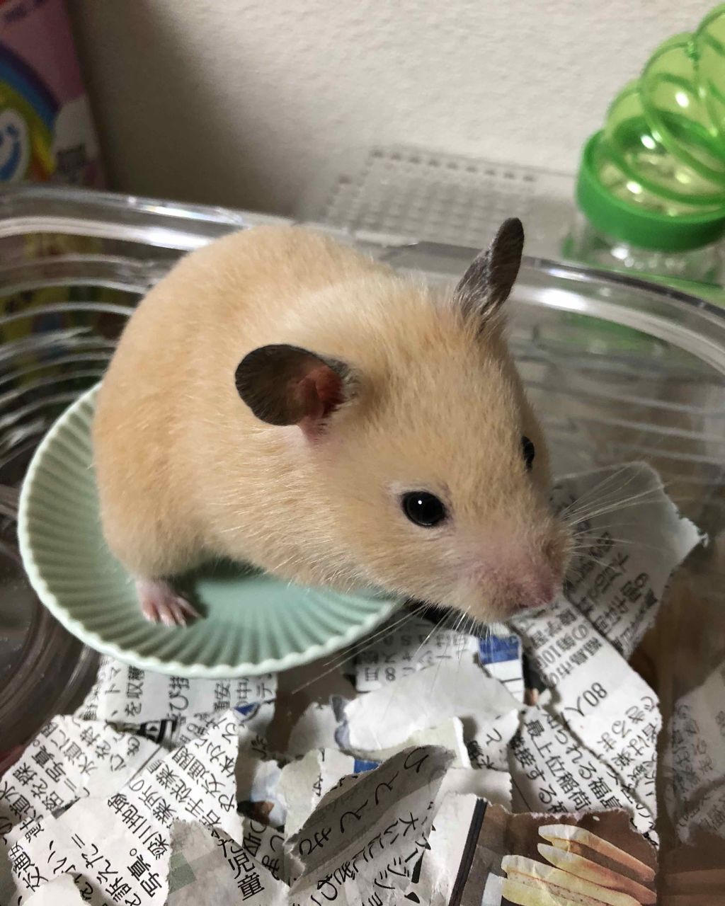 ロゼット洗顔パスタ ホワイトダイヤ/ロゼット/洗顔フォームを使ったクチコミ(2枚目)