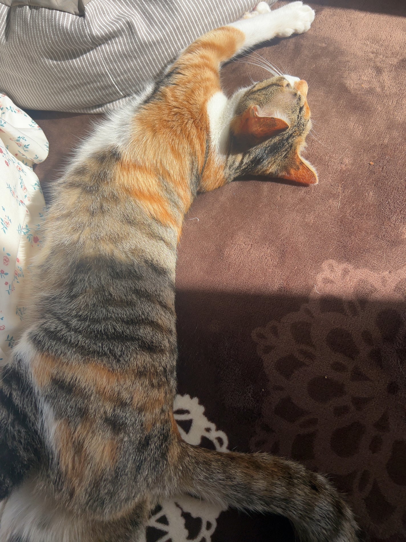 ジルスチュアート クリスタルブルーム ペタルクチュールアイズ デュオ/JILL STUART/アイシャドウパレットを使ったクチコミ(6枚目)