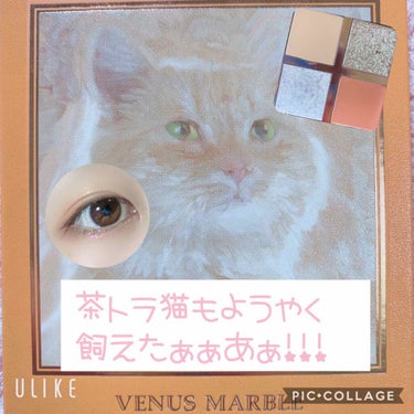 Venus Marble アイシャドウキャットシリーズ 茶トラ猫/Venus Marble/アイシャドウパレットを使ったクチコミ（1枚目）