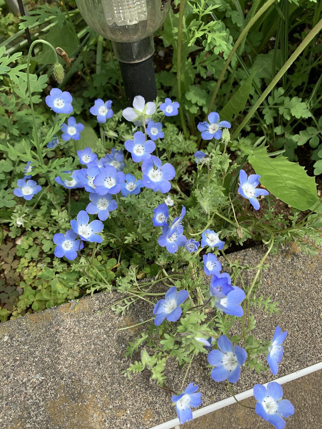 クレンジングオイル/ALBLANC/オイルクレンジングを使ったクチコミ（1枚目）