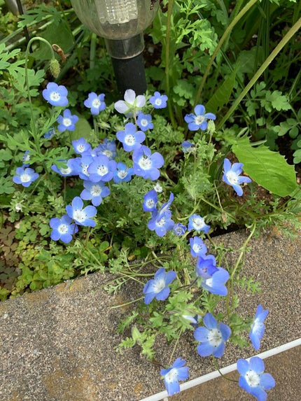 ビオレ ザフェイス 泡洗顔料 ディープモイスト/ビオレ/泡洗顔を使ったクチコミ(1枚目)