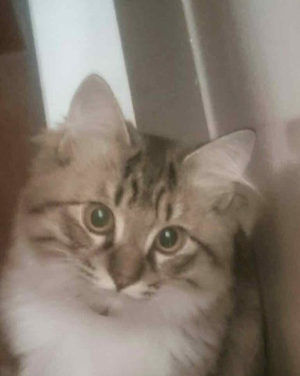 キス クッション リップ ティント/REVLON/リップティントを使ったクチコミ(3枚目)