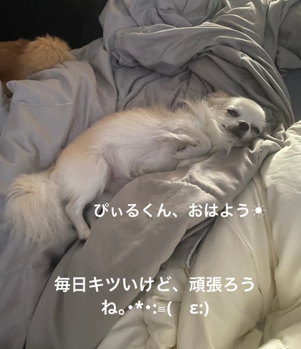 ラッシュルーティーン/キャンメイク/まつげ美容液を使ったクチコミ(8枚目)