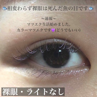 Angelcolor Bambi Series Vintage 1day/AngelColor/ワンデー（１DAY）カラコンを使ったクチコミ（3枚目）