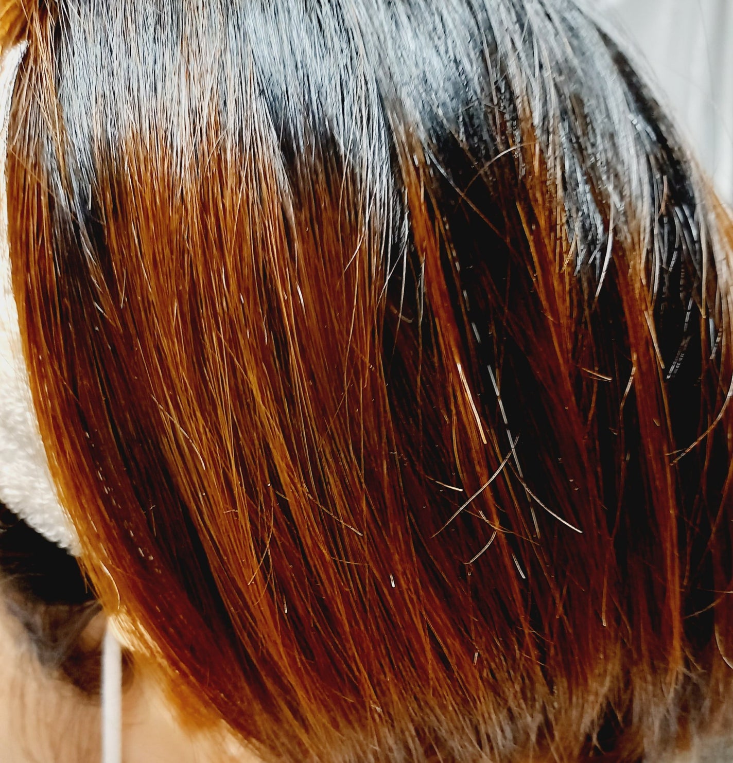 トリートメントリペアミルク/ディアボーテ/ヘアミルクを使ったクチコミ(4枚目)