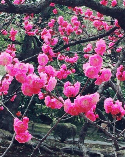 ショコラスウィート アイズ/リンメル ロンドン/アイシャドウパレットを使ったクチコミ(1枚目)