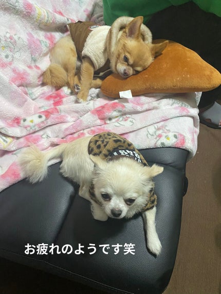 シルキーボディミルク/SABON/ボディミルクを使ったクチコミ(5枚目)