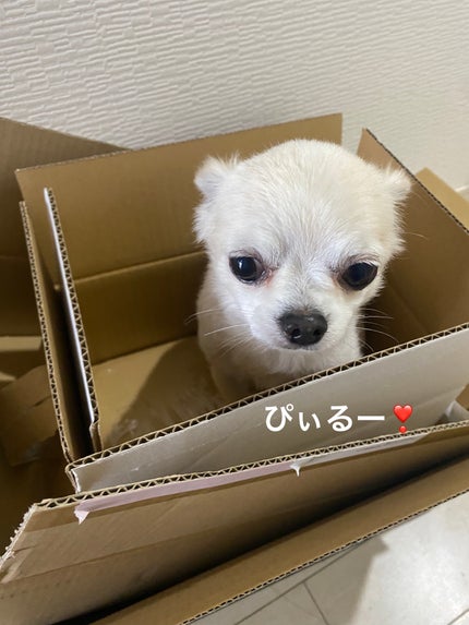 メルティング パウダー ブラッシュ/SUQQU/パウダーチークを使ったクチコミ(8枚目)