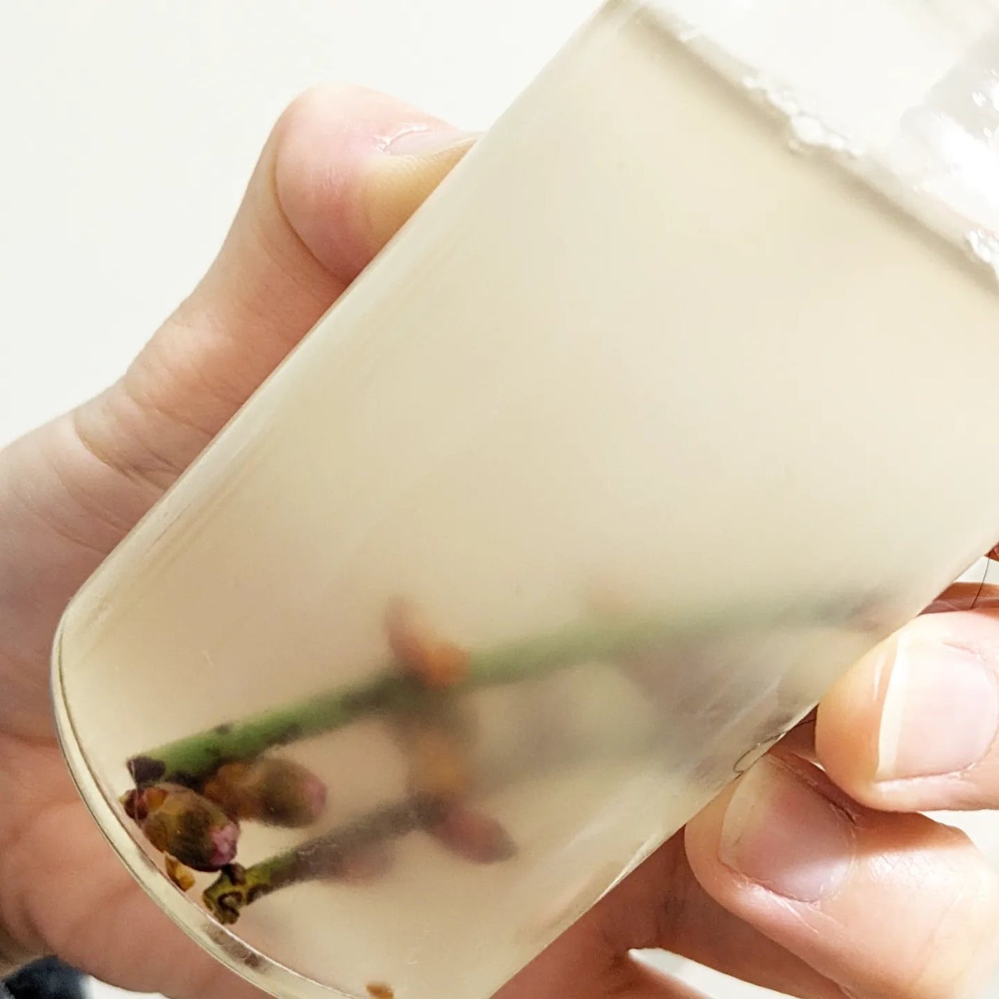 真紅 on LIPS 「梅の花入り酵母水をお試しさせて頂きました。『商品説明』飲んだり..」(2枚目)