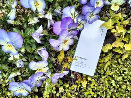 1番 ガラス玉トーンアップクリーム/numbuzin/日焼け止めクリームを使ったクチコミ(2枚目)