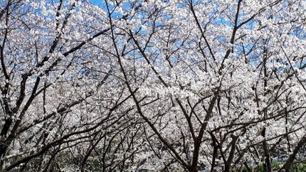 リシェ マイヌーディ アイズ/Visée/アイシャドウパレットを使ったクチコミ(4枚目)