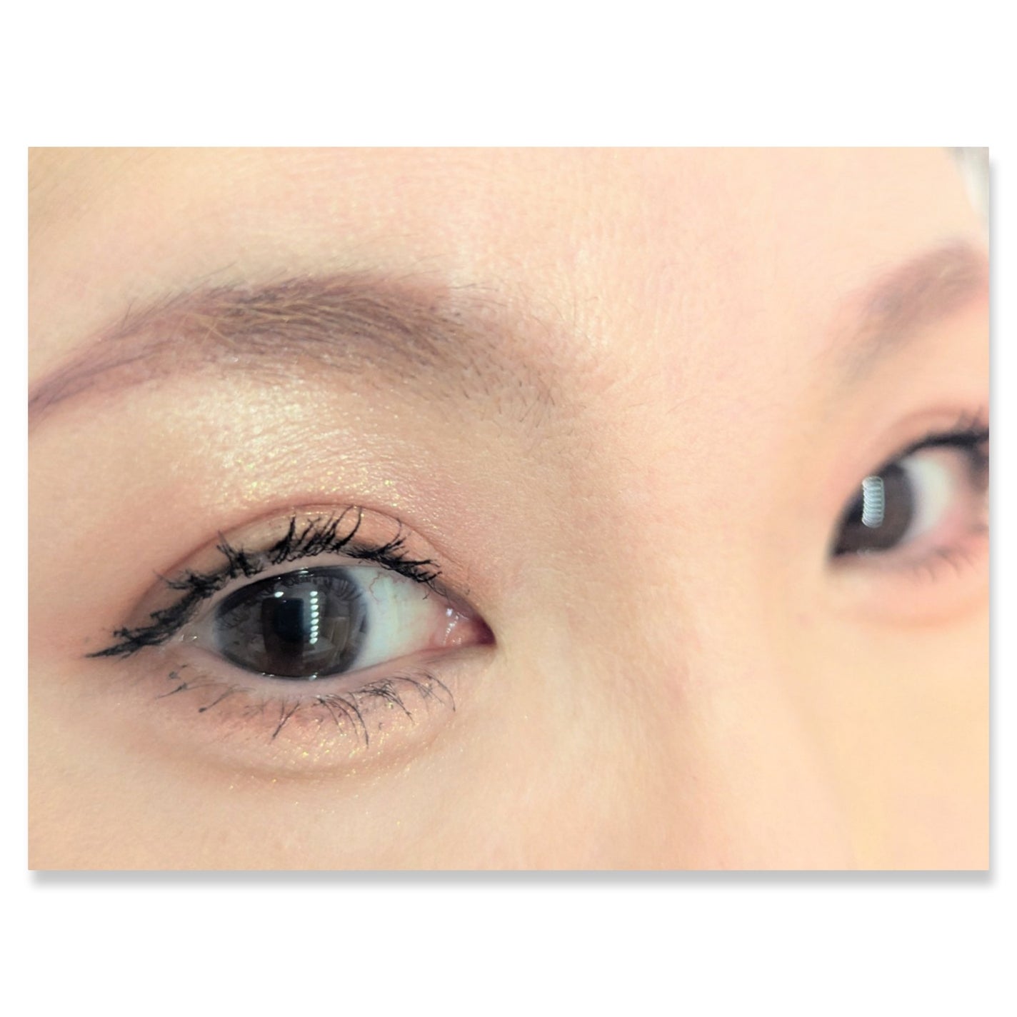 エクスプローラ12色 動物アイシャドウパレット/PERFECT DIARY/アイシャドウパレットを使ったクチコミ(2枚目)