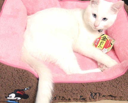 まりも on LIPS 「◎自己紹介19歳/関西の大学生です🙆♀️オタクです👯△悩み思..」(1枚目)