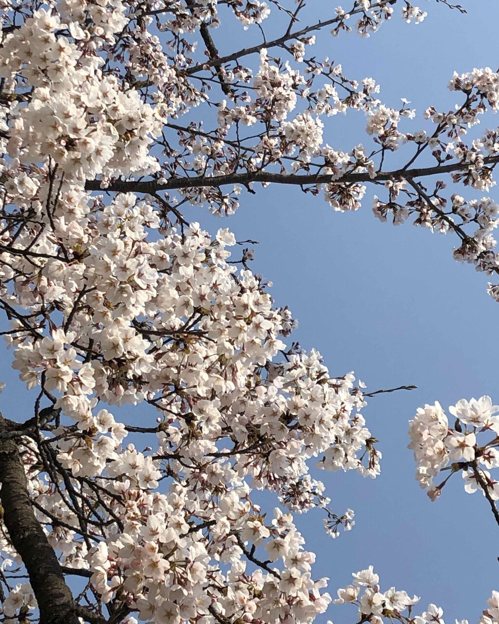 ラスティングリップティント/K-パレット/リップティントを使ったクチコミ(3枚目)