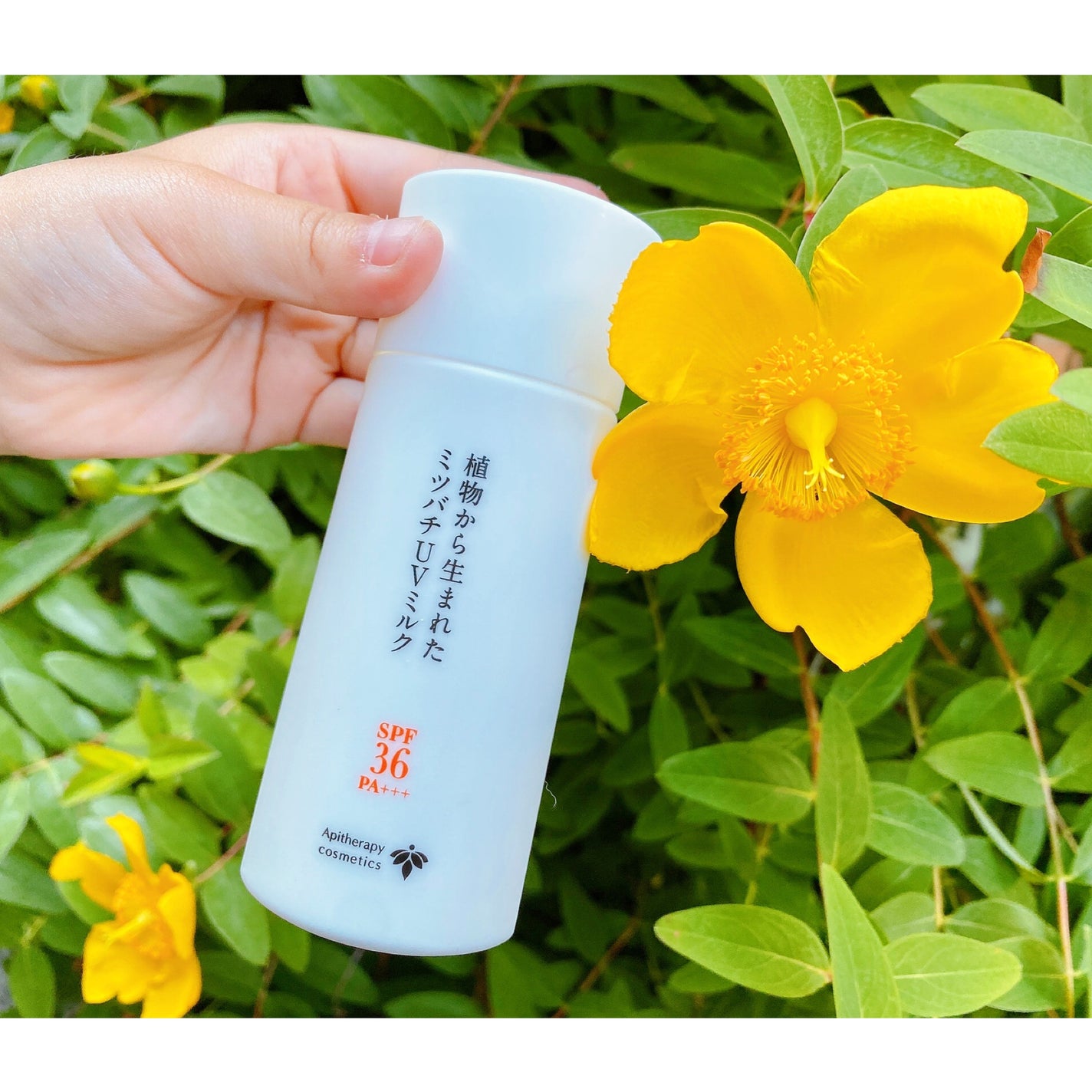 植物から生まれたミツバチUVミルク/アピセラピーコスメティクス/日焼け止めミルクを使ったクチコミ(2枚目)