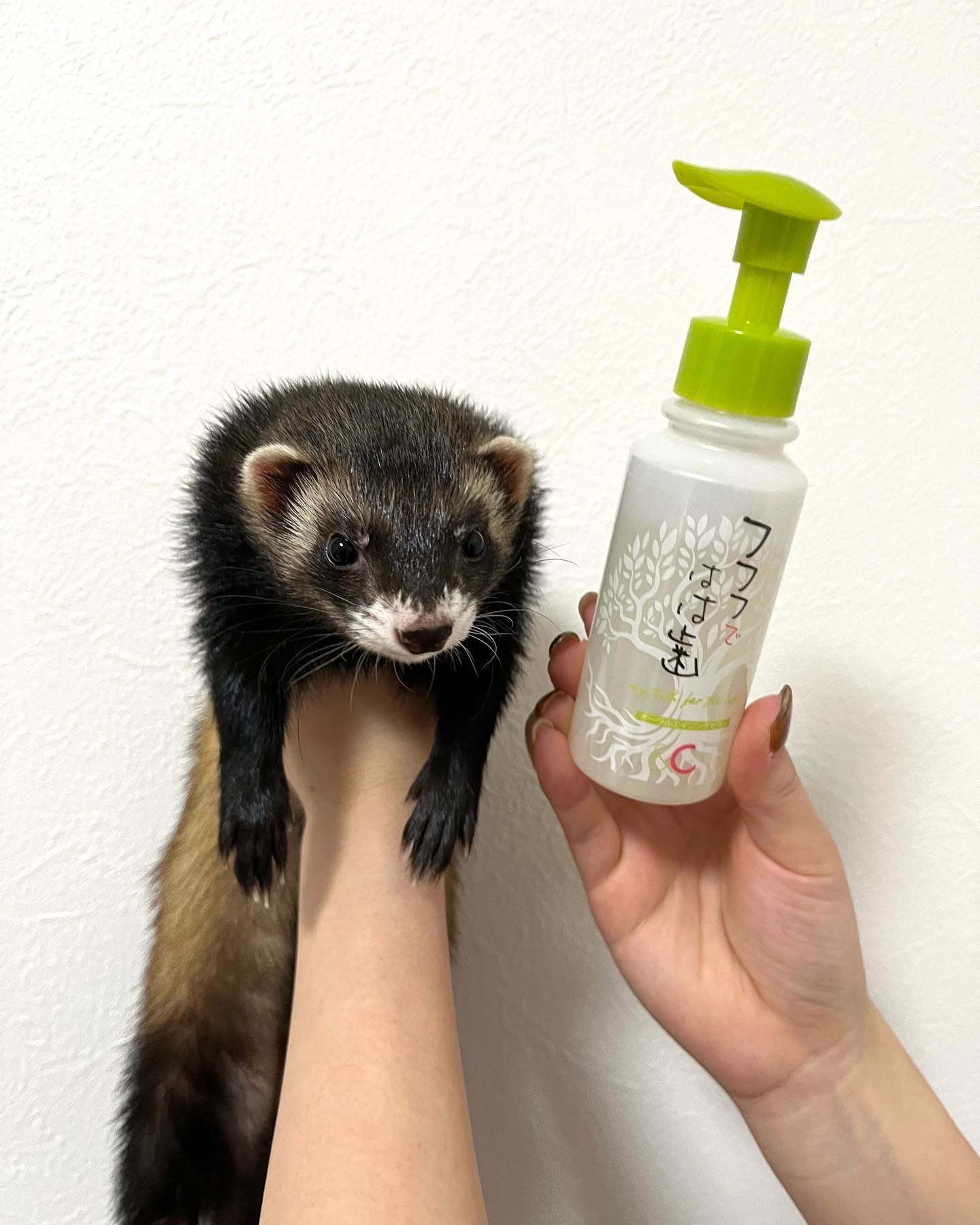 フフフではは歯/フフフではは歯/歯磨き粉を使ったクチコミ（3枚目）