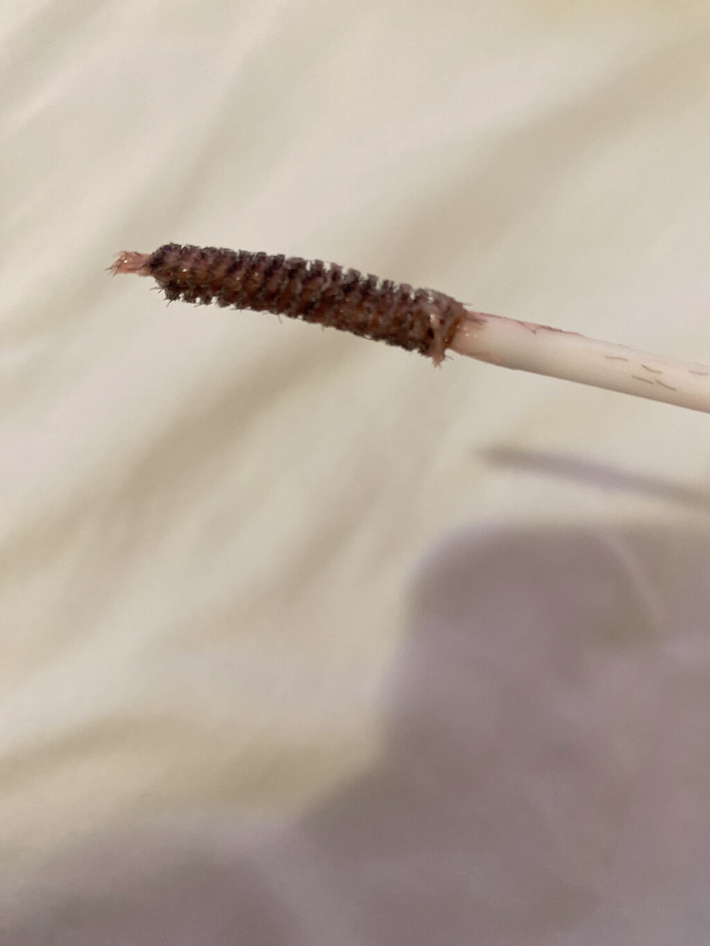 クイックラッシュカーラー/キャンメイク/マスカラ下地を使ったクチコミ（2枚目）