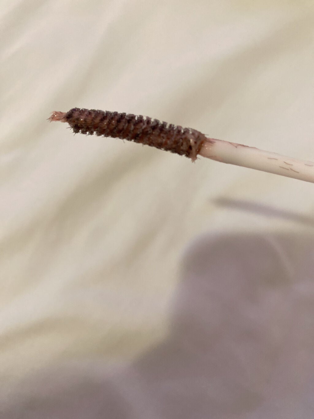 クイックラッシュカーラー/キャンメイク/マスカラ下地を使ったクチコミ(2枚目)