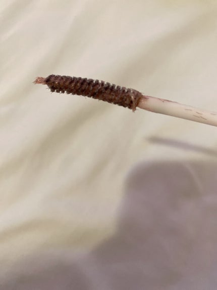 クイックラッシュカーラー/キャンメイク/マスカラ下地を使ったクチコミ(2枚目)