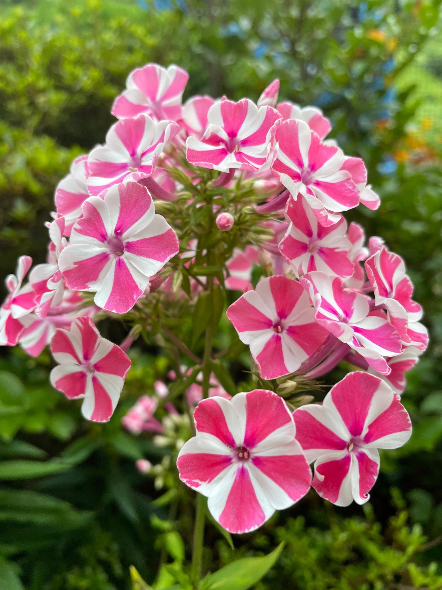 ニュアンスオンアイシャドウ/CEZANNE/アイシャドウパレットを使ったクチコミ(5枚目)