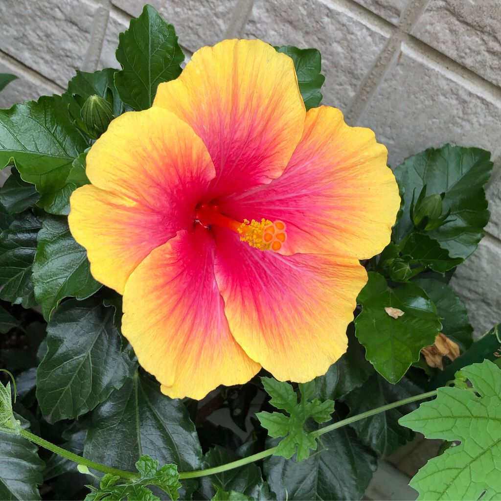 ベターザンパレット/rom&nd/アイシャドウパレットを使ったクチコミ（1枚目）